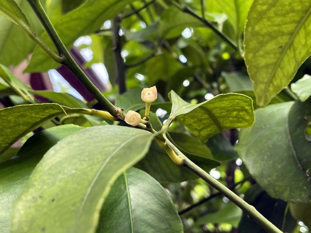 citron tombait de l'arbre