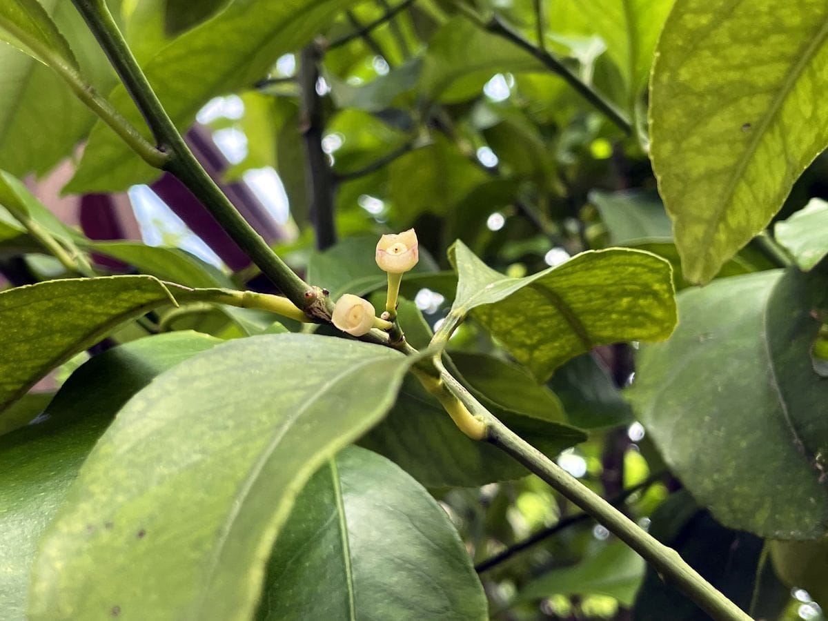 Pourquoi mon citronnier ne fait pas de citron ? ETD Guide