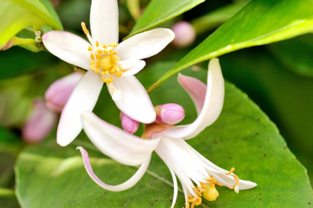 fleur de citronnier