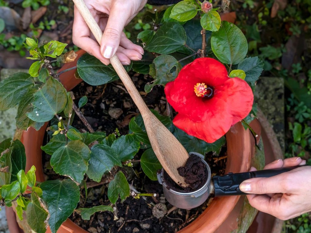 marc de café dans les plantes