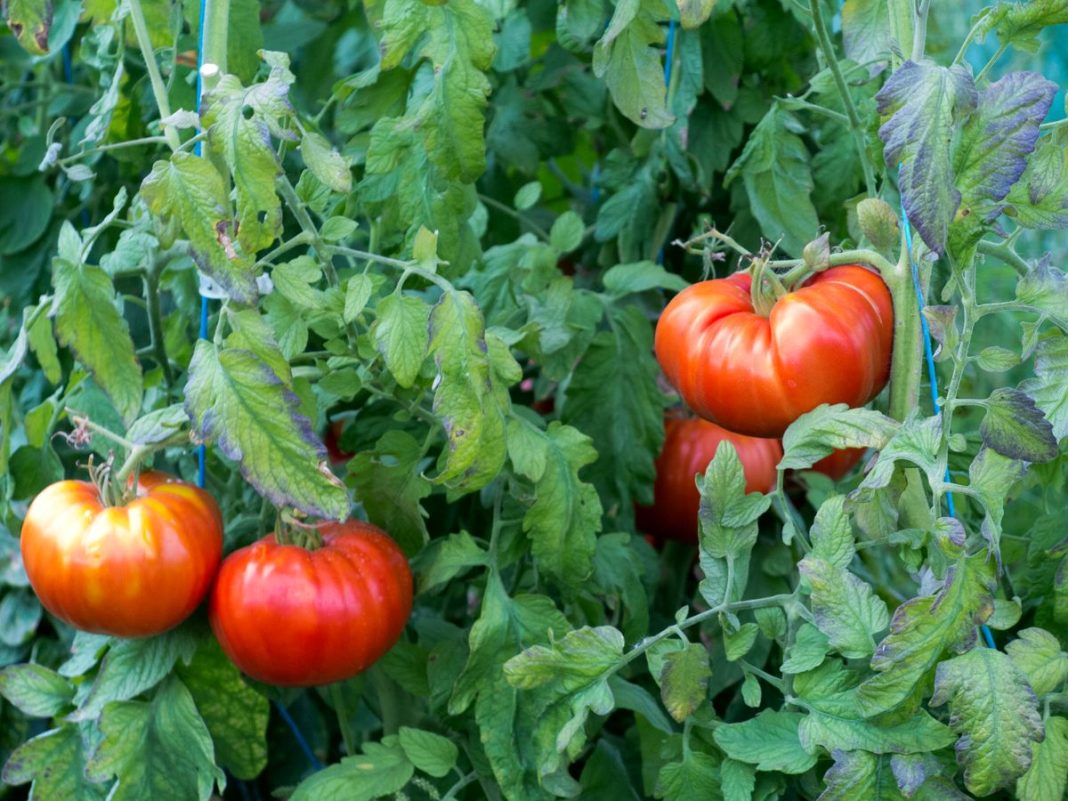 beaucoup de tomate sur un pied