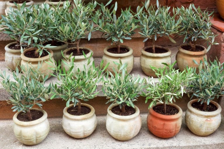 Mon olivier perd ses feuilles ou elles jaunissent : que faire