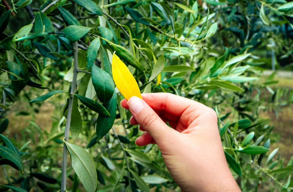 olivier feuille jaune