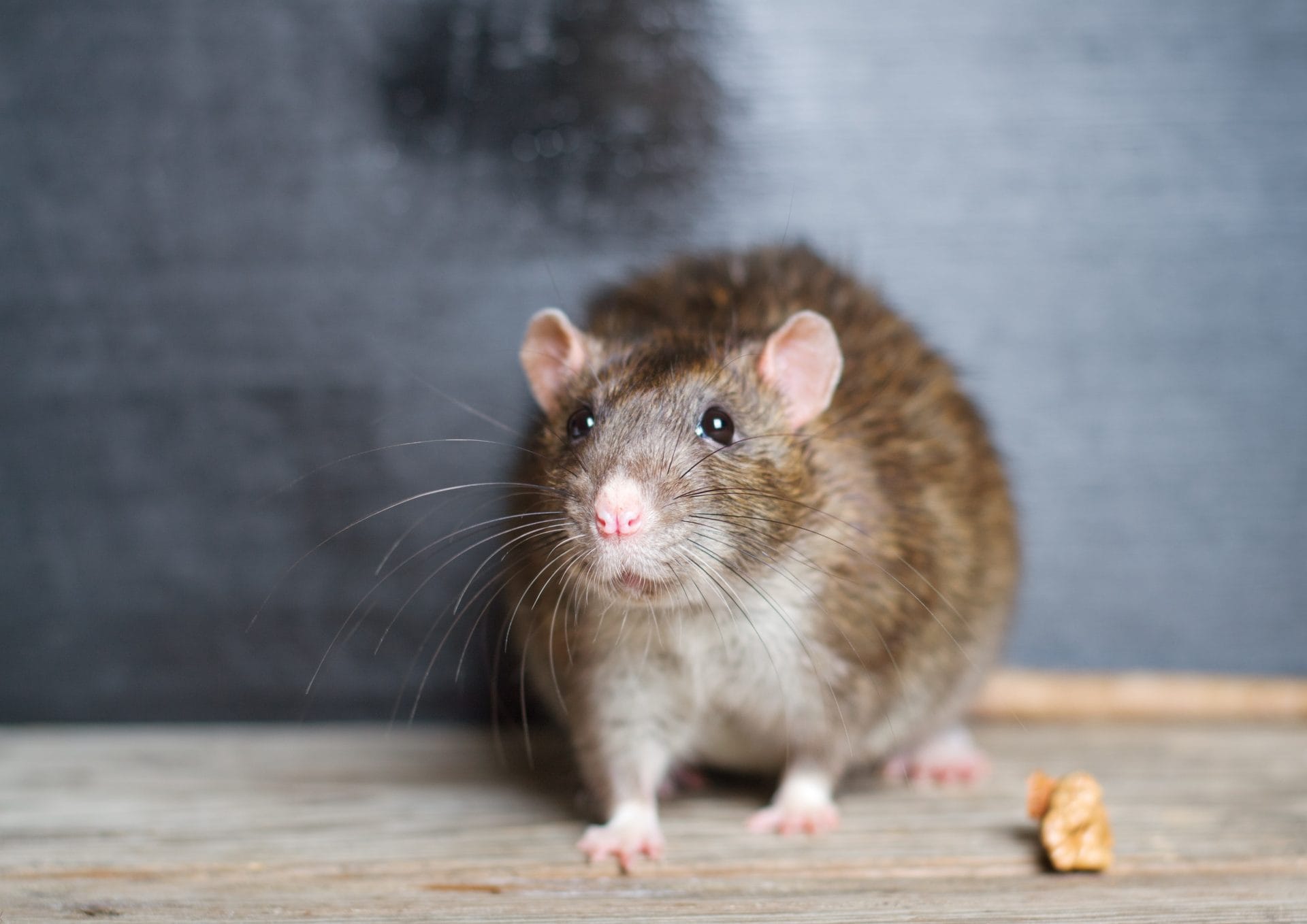 Les crottes de souris ETD Guide