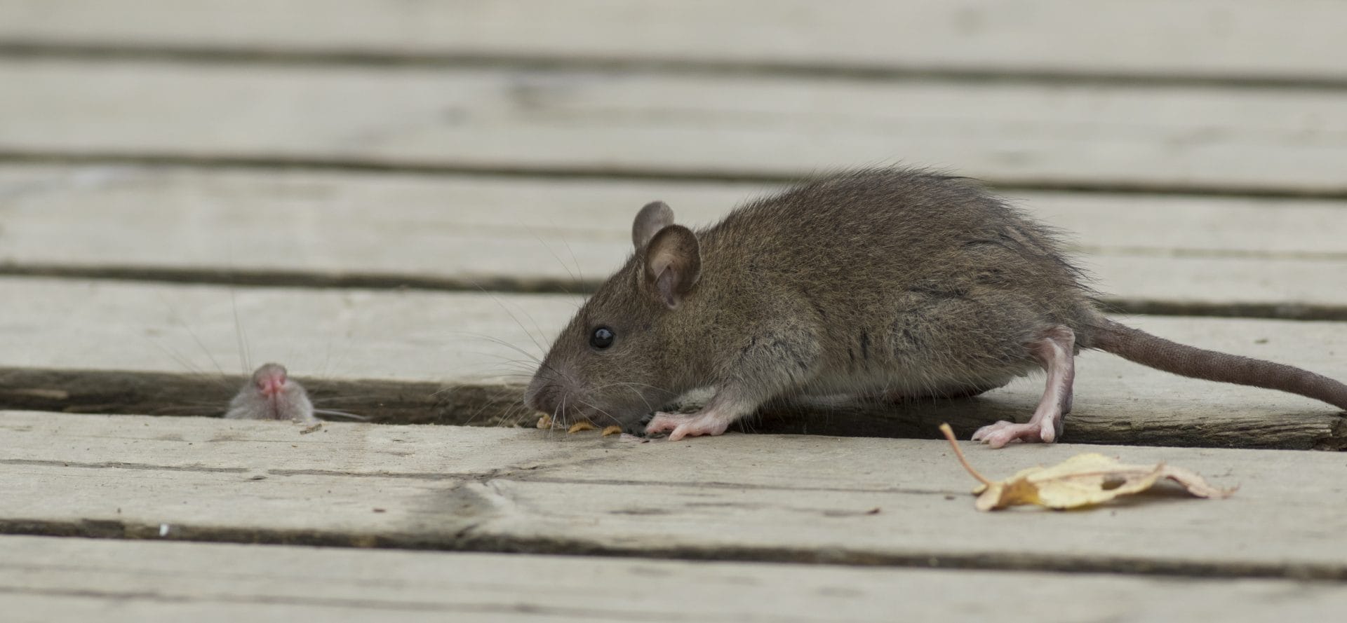 Comment se débarrasser des rats ? - ETD Guide